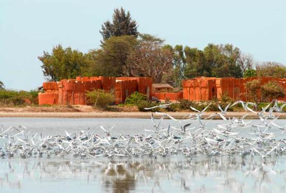 lodge-palmarin-senegal-07